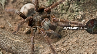 Giant tarantula from Guyana found in Brazil for the first time