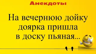 На вечернюю дойку доярка пришла в доску пьяная... Подборка анекдотов 2021 Лучшие короткие анекдоты