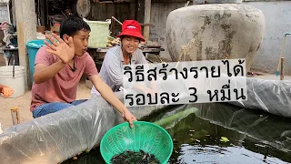 สร้างรายได้รอบละ3หมื่น วิธีเลี้ยงปลาหมูในกระชังบก | เอิร์ธสดชื่น สร้างอาชีพ - มหาสารคาม