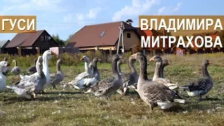 Холмогоры и тульские гуси Владимира Митрахова