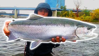 FIRST FALL STEELHEAD OF 2020 - Centerpin Float Fishing Bobber Downs!