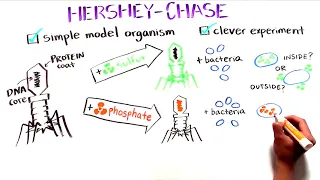 The Hershey and Chase Experiment | Discovery of DNA as the genetic material