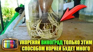 УКОРЕНЯЙ ВИНОГРАД ТОЛЬКО ЭТИМ СПОСОБОМ КОРНЕЙ БУДЕТ МНОГО