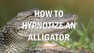 How to Hypnotize an Alligator: Adventures in Tonic Immobility