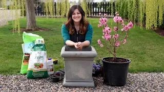 Planting a Miniature Peach Tree! 🍑🧡// Garden Answer