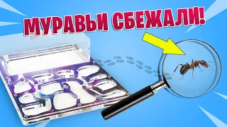 МУРАВЬИ СБЕЖАЛИ! Муравьиная ферма. Эксперимент.