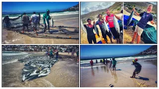 Unique traditional trek fishing at Fish Hoek, Cape Town