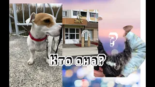 Прогулка с собаками и подругой.😜 Плюша и Макс женятся?!😳