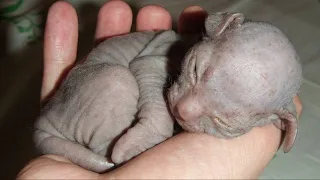 Girl Picked An Abandoned Scary Kitten, But She Had No Idea What It Would Grow Up To Be!