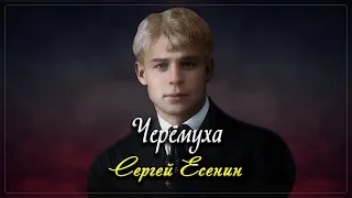 Черёмуха - Сергей Есенин