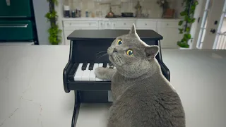 Я научил своего кота играть на пианино