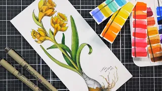 Vintage Botanical Style Daffodil in Pen & Ink with Watercolor Wash Tutorial