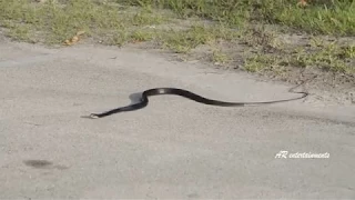 Snake Suicide   Weird Snake Goes Crazy and Kills itself   Amazing Video Don't Miss It