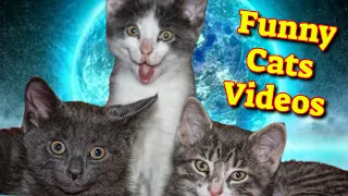 Funny Cat Videos 2021 Vol.26 🙀 Funny Cats Compilation 😻 Cute Cat Videos