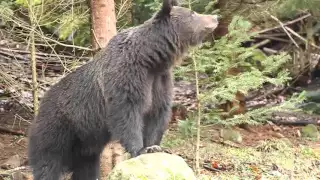 Brown Bears in Transylvania