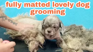 fully matted lovely Dog Grooming long time without grooming session [happy dog]
