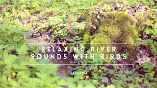 Relaxing River Sounds with birds - Peaceful Forest River -  HD 1080p - Nature Video - Meditation