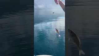 Fishing in Kotor bay (rombun, orada).