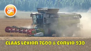 Harvest 2022 | Claas Lexion 7600 combine with Convio 930 header