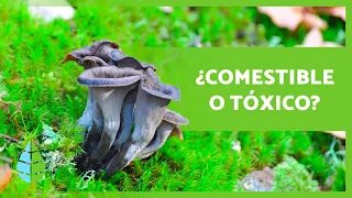 +10 HONGOS COMESTIBLES 🍄 ¿Cómo Reconocerlos?