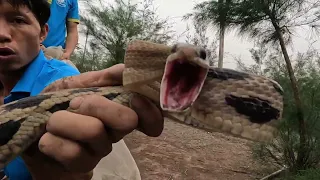 Close-Up Video Catch 100 Dragon Snakes With Bare Hands