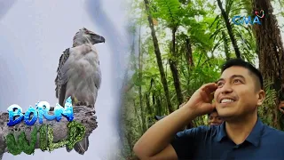 The Philippine Eagle's kingdom in Mt. Kitanglad | Born to be Wild