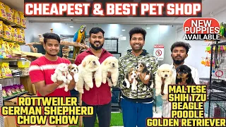 Best Original Pet Shop in Hyderabad | Best Price | New Puppies Available | Pure Breed | Buy Dogs