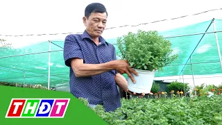 Cây cấy mô - Giúp làng hoa Sa Đéc quanh năm có hoa | THDT