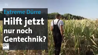 Hitze, Dürre, Trockenheit auf Bayerns Feldern: Letzter Ausweg Gentechnik? | BR24