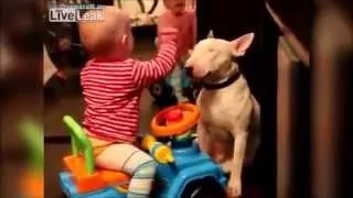 Приколы о животных, топ 2015 Funny & Cute Animals Compilation 2015