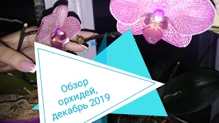 Цветоносы на орхидеях. Обзор декабрь 2019