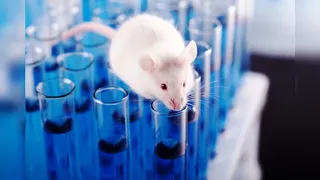 Какие исследования проводятся с лабораторными животными