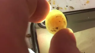 ARE MY CANARY EGGS FERTILE?