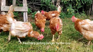 rescued hens from egg farm, after 16 weeks PART2