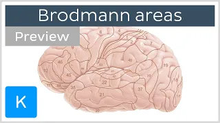 Brodmann areas of the cerebral cortex (preview) - Human neuroanatomy | Kenhub