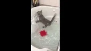 British Shorthair Kitten falls in bath tub