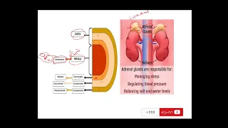 Pharmacology of C‏corticosteroids part 1