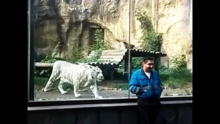 Тигр нападает на человека, 老虎攻擊人, Tiger attacks a person