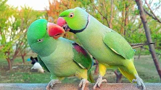 Indian Ringneck Parrot Greeting Alexandrine Parrot