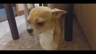 Чихуахуа провинился Chihuahua