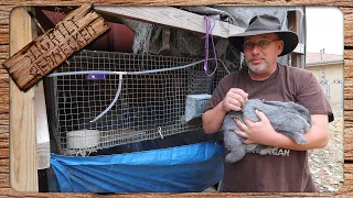 Raising Meat Rabbits For Beginners