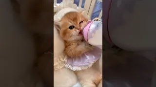 Cute Cat 🐈