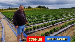 Як вирощують Суницю Професійно. Бізнес на СУНИЦІ