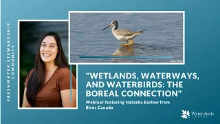 "Wetlands, Waterways, and Waterbirds: The Boreal Connection" webinar with Natasha Barlow