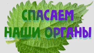 ВОТ ЧТО ЛЕЧИТ КРАПИВА на самом деле!!!