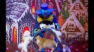 Щелкунчик и Кошки/ Nutcracker and Cats. Адажио.