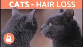 Why is My Cat LOSING HAIR? - Molting and Other Explanations