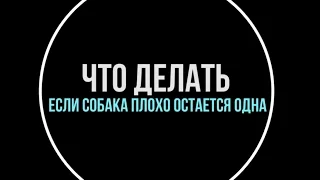 Что делать, если собака плохо остается дома одна