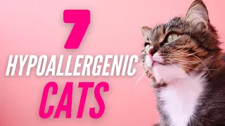 Hypoallergenic Cats For People With Allergies