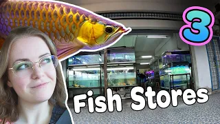 Let's see 3 Fish Stores in ✨Malaysia✨